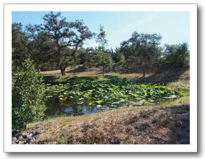 Lotus_plants_at_Jarvis_pond.jpg