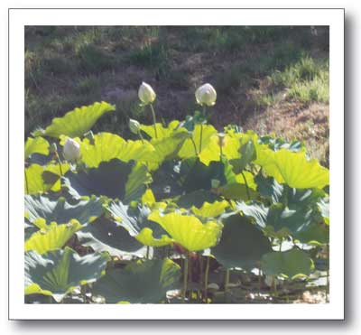 Lotus_plants_with_flowers.jpg