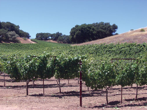 vineyard_landscape.jpg
